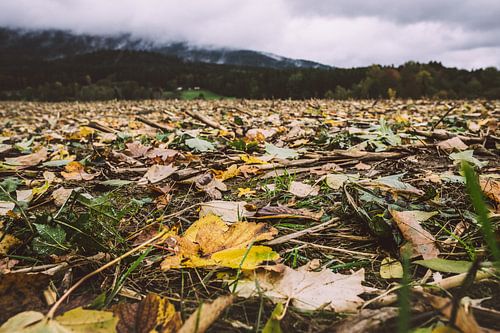 Leaves on the meadows