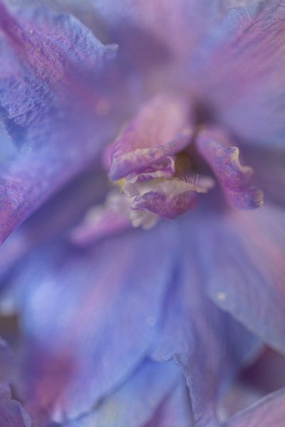 Paarse bloem van Helga van de Kar