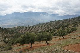 Oliven Anbau in Andalusien von Tobias Reißing