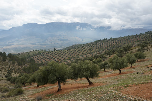 Olive cultivation in Andalusia