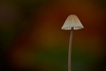 Solitaire paddenstoel met herfst kleuren achtergrond