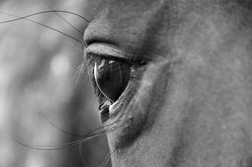 Oogcontact met een paard in zwart-wit