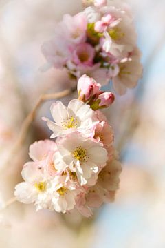 Fleur de cerisier japonais sur Claudia Moeckel