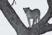 Löwin im Baum auf der Lauer