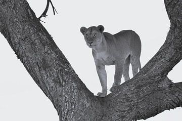 Lionne dans un arbre à l'affût sur Marco van Beek
