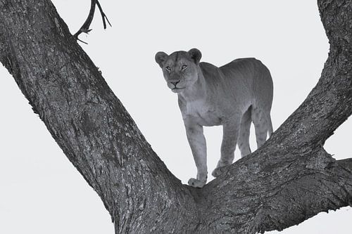 Lionne dans un arbre à l'affût