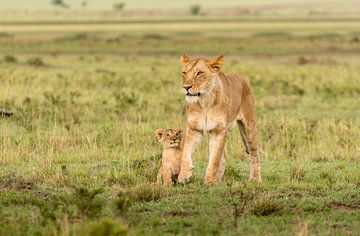 Stolz! von Robert Kok