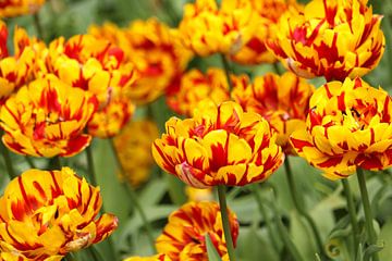 Bloemen die mooi in bloei staan. van Jennifer Hendriks