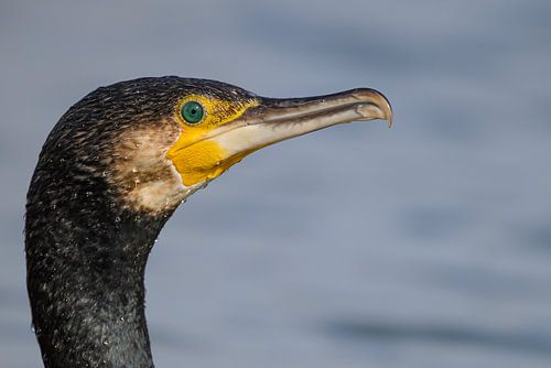 Portret van een aalscholver