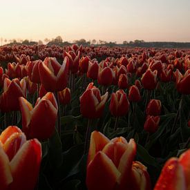 Lever de soleil sur un champ de tulipes rouges et jaunes sur Photos by Aad
