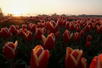 Zonsopkomst over een veld vol rood met gele tulpen van Photos by Aad