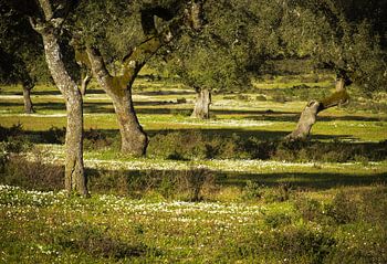 Vieux oliviers dans une prairie avec des fleurs blanches