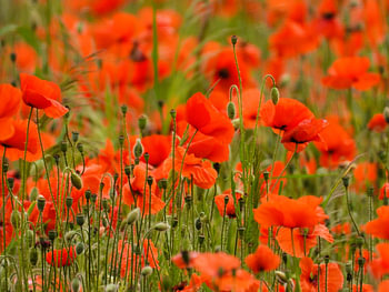 Zarte Mohnblumen wiegen sich im Wind