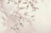 Obstblüte in Pastell von Ellen Driesse Miniaturansicht