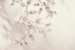Fruit bloesem in pastel