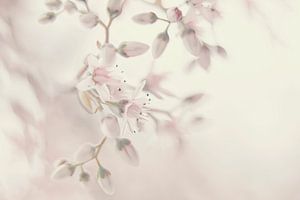Obstblüte in Pastell