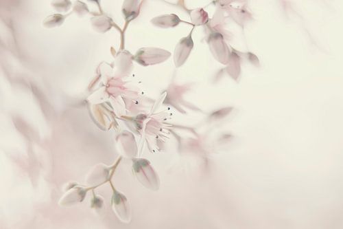 Fruit blossom in pastel