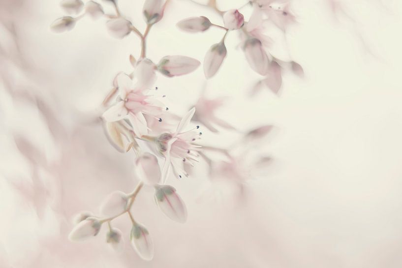 Obstblüte in Pastell von Ellen Driesse