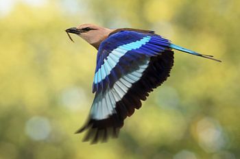 Blauwbuikscharrelaar