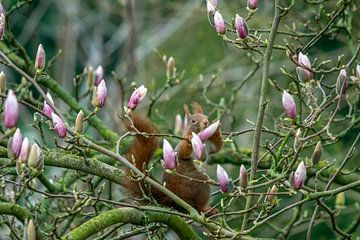 Des magnolias pour le petit-déjeuner sur Sven Frech