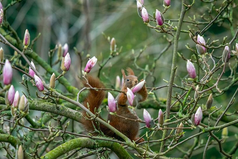Magnolia's voor ontbijt van Sven Frech