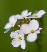 White flower