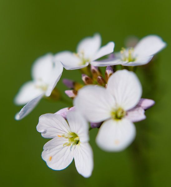 White flower van Alexander van der Sar