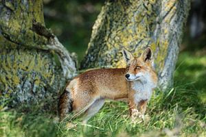 Red fox