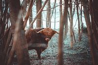 Highlander écossais