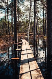 Reflecties in het Moeras – Het Magische Vlonderpad van Milene van Arendonk