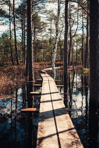 Reflecties in het Moeras – Het Magische Vlonderpad