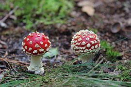 Fly Agaric by Erwin Delsman