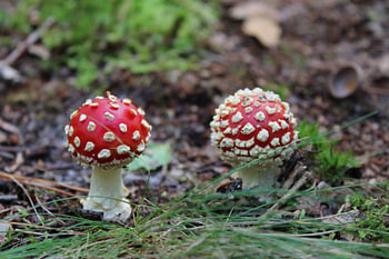 Fly Agaric