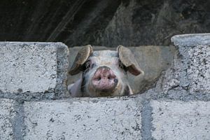 Cochon curieux