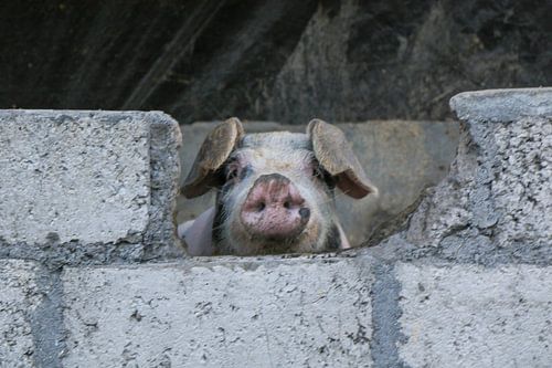 Curious pig