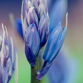 Blauwpaarse close up hosta hartlelie van Sandra Keereweer