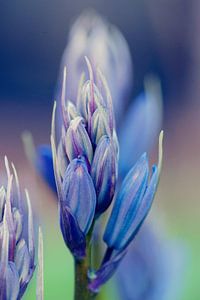 Blue-purple close up hosta heart lily sur Sandra Keereweer