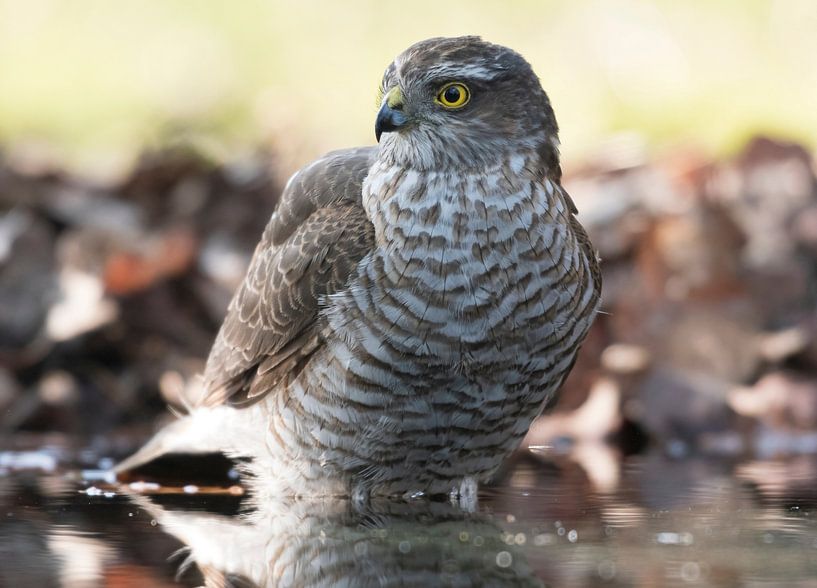 Sperwer in een plas water om te drinken en te badderen van Merijn Loch