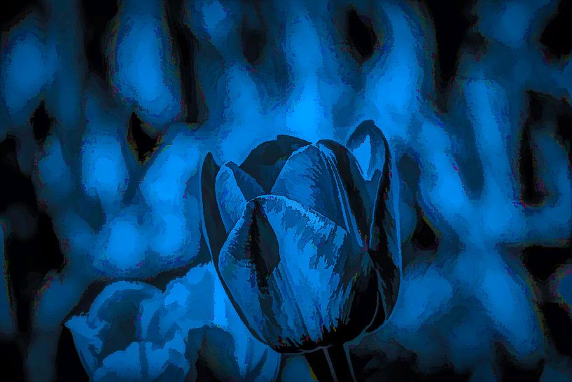 Nahaufnahme einer von Blue berührten Tulpe von Nicolaas Digi Art