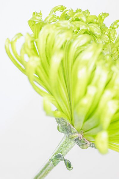 Fleur &quot;High key&quot; Couleur 2 par Albert Mendelewski