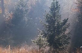 Lightened  by Olha Rohulya