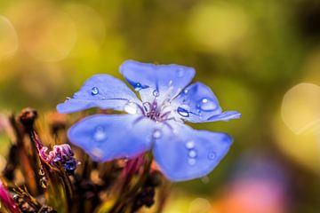 Blauw bloemetje met dauw