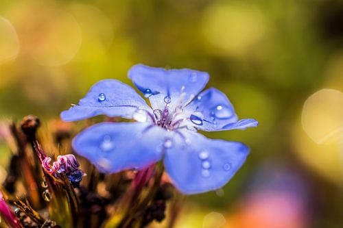 Blauw bloemetje met dauw