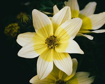 Gele bloem van Saskia Schotanus