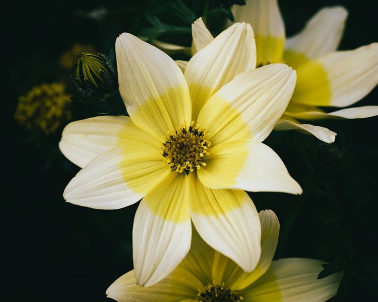 Yellow Flower by Saskia Schotanus