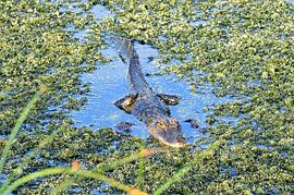 They always look mean by Frank's Awesome Travels