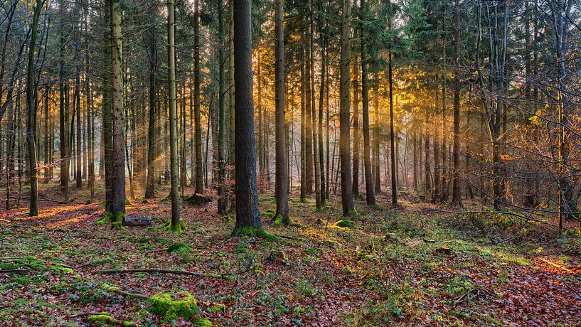 Strahlender Herbstwald von Uwe Ulrich Grün