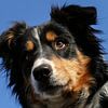 Bordercollie van .  cathenco
