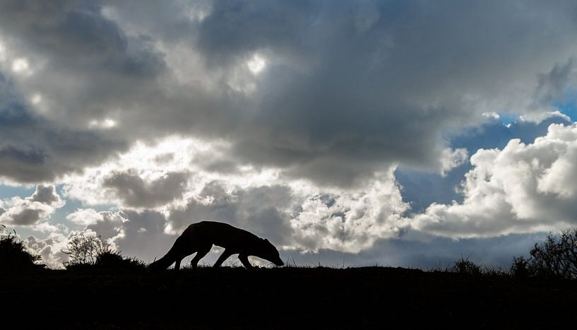 Silhouette d'un renard par Menno Schaefer