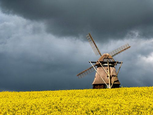 Oude molen in het koolzaadveld
